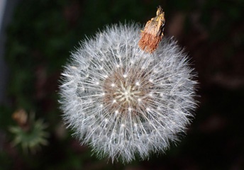 P5155153a.jpg